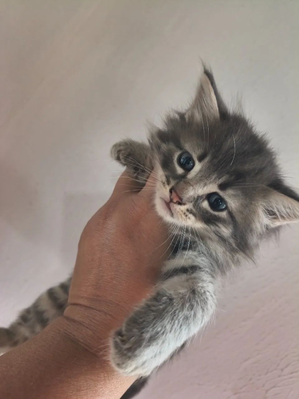 Maine Coon Filhote gato gigante  - Foto 3