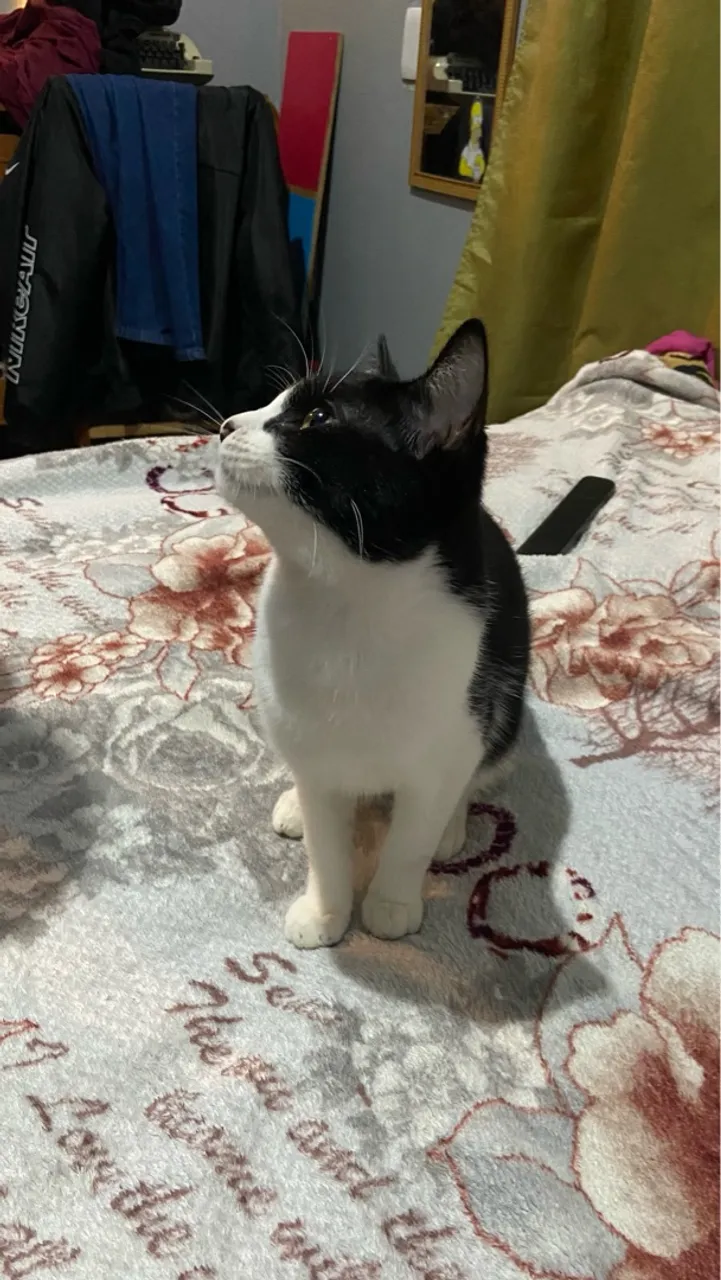 GATO MACHO 6/7 MESES PELAGEM LINDA