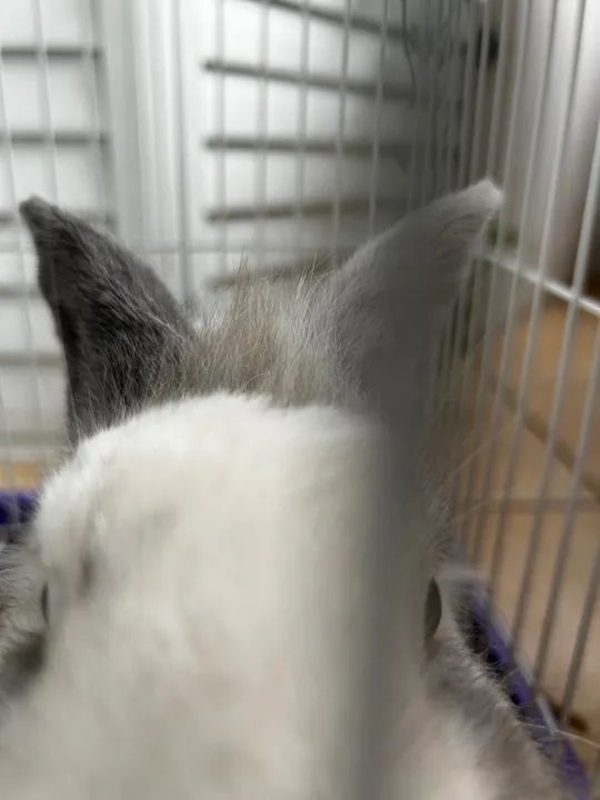 Mini coelho cabeça de leão tudo incluso - Foto 2