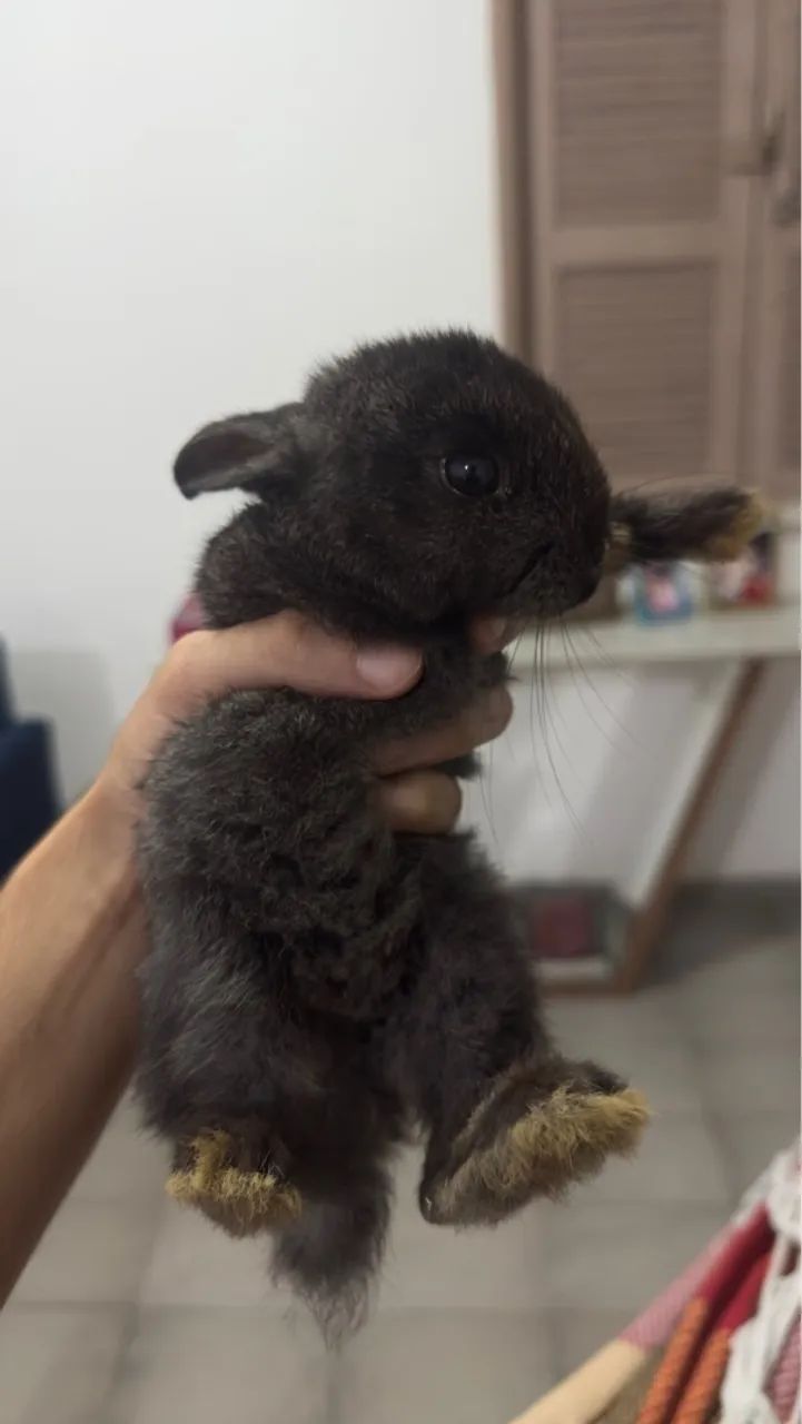 Coelhos filhotes  - Foto 5