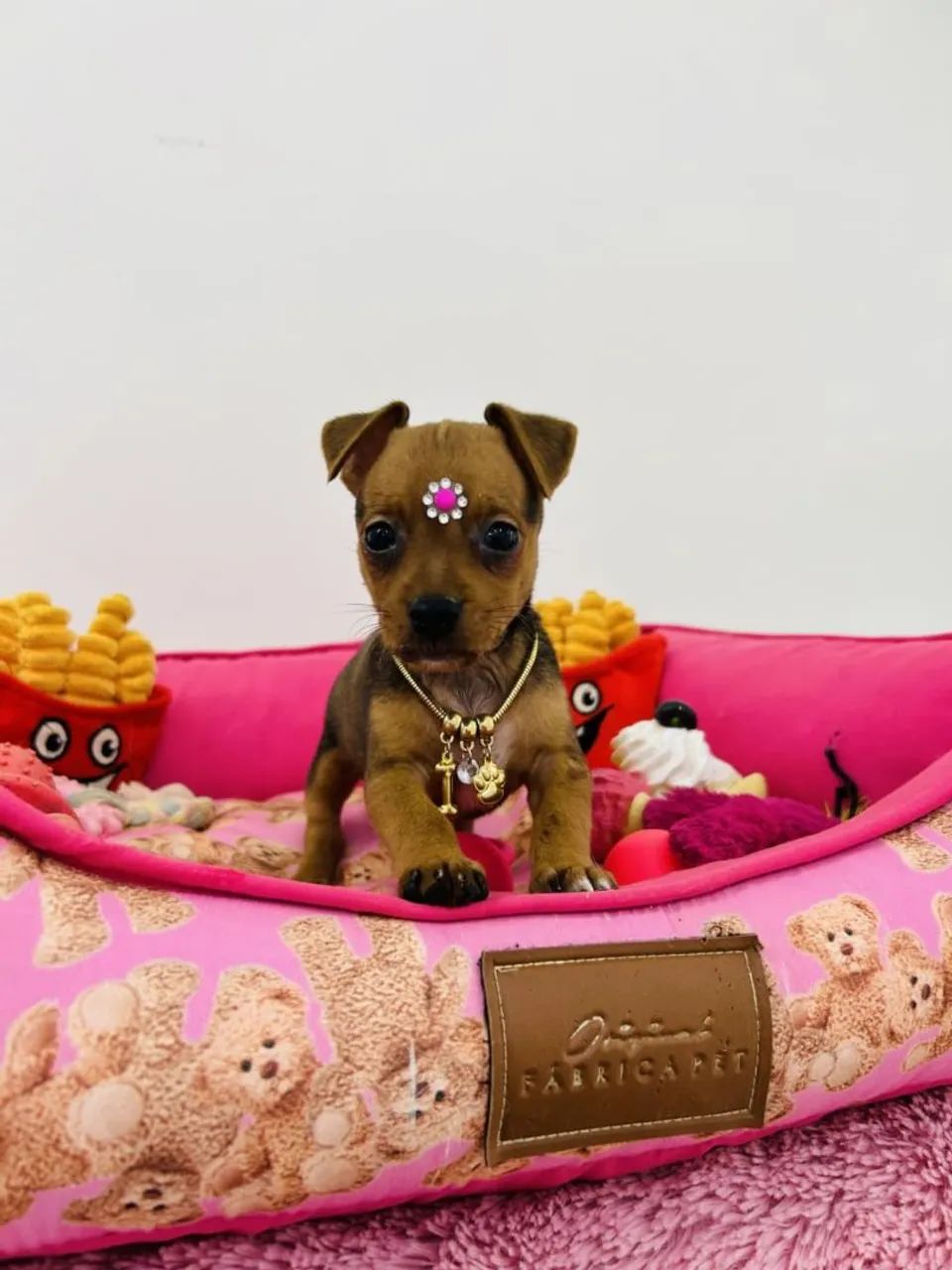 Filhotes de Pinscher Miniatura à Venda - Foto 5