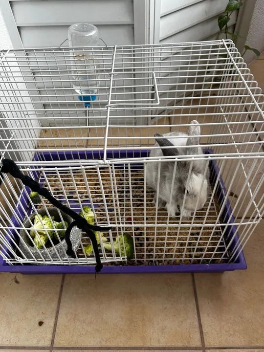 Mini coelho cabeça de leão tudo incluso - Foto 3