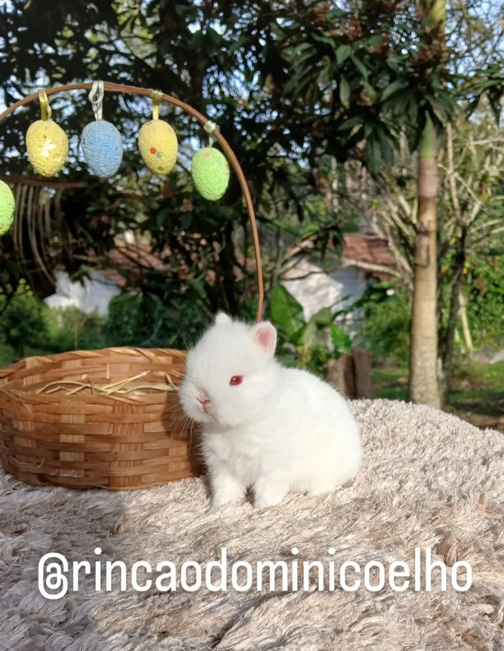 Coelho anão netherland mini coelho