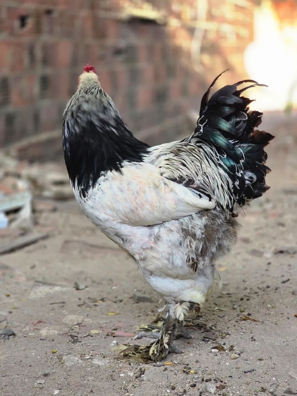 GALO BRAHMA - Foto 4