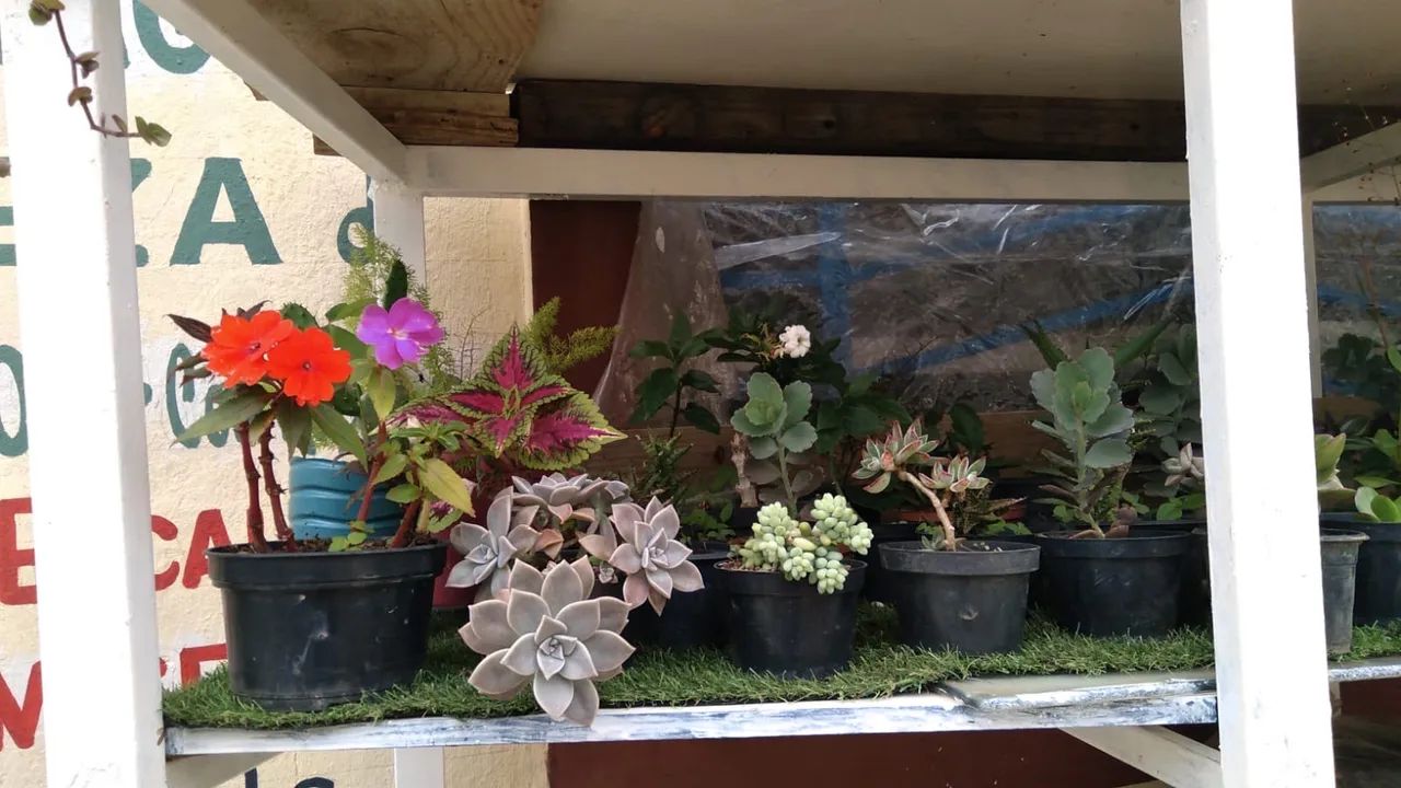 Muda de plantas 