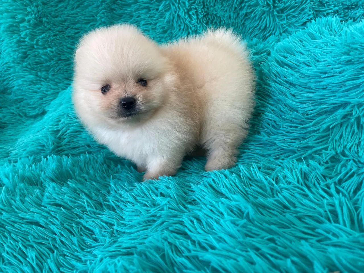 Lulus com lindas variações de cores e pelagens - Foto 6