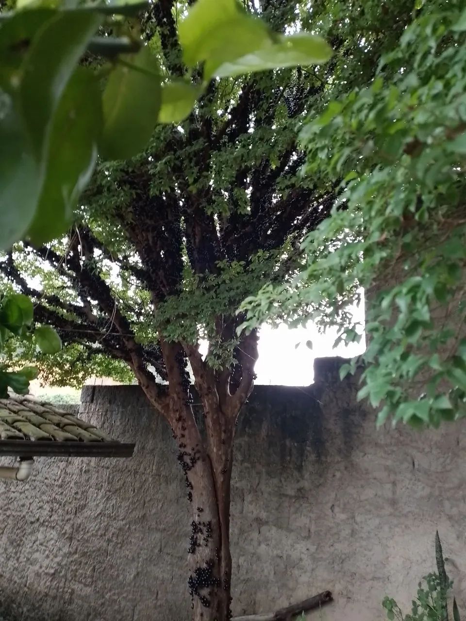  Jabuticaba - Produzindo Frutos