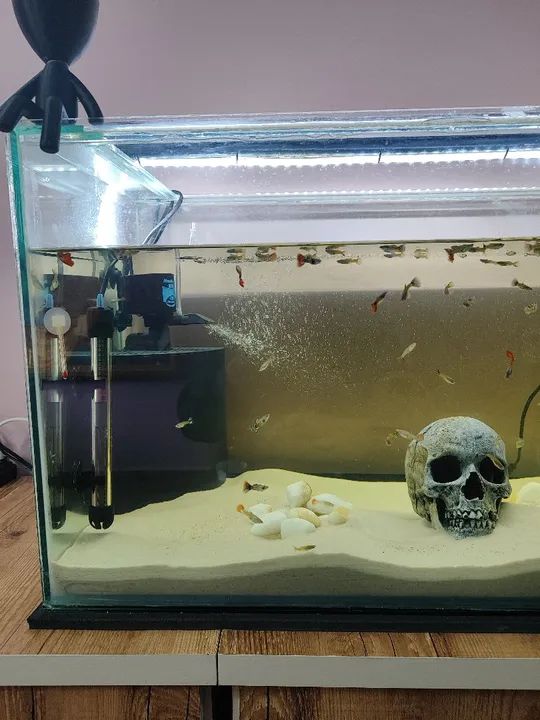 Aquário completo  - Foto 2