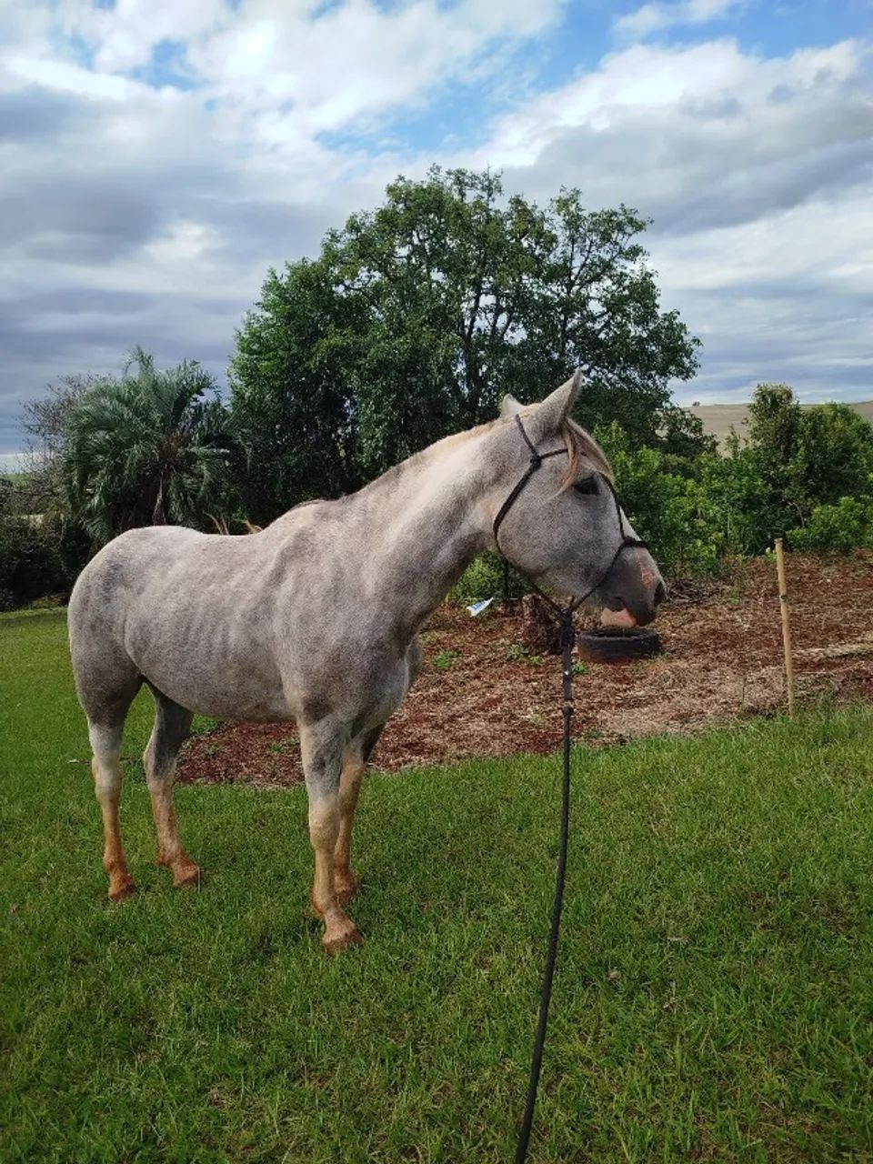 égua crioula - Foto 2