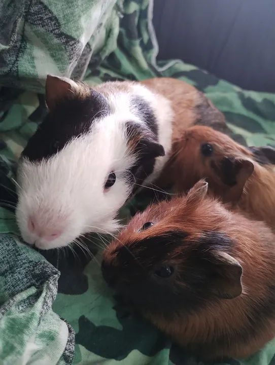 Mamãe porquinha da índia e filhotes