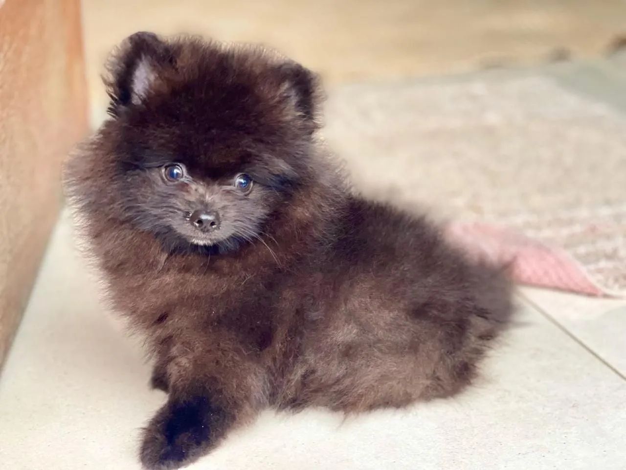 Lindos machinho de Spitz alemão com pedigree e microchip  - Foto 5