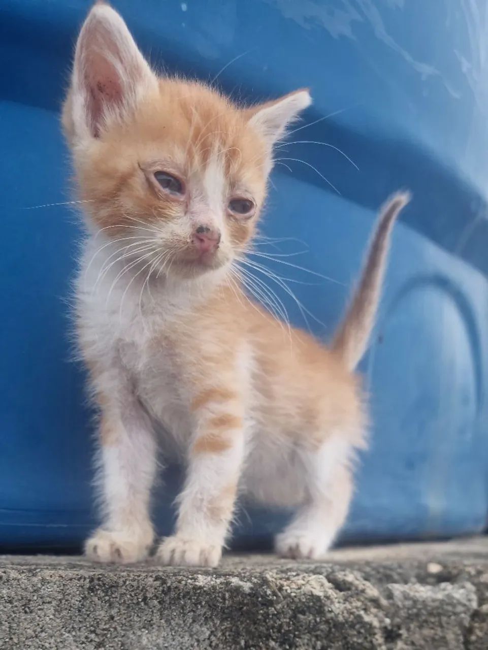 Doação de filhotes de gatos.  - Foto 3