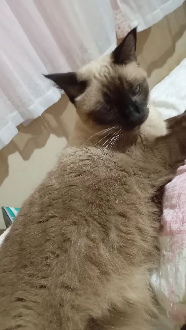 Doa se linda  gatinha siamês! - Foto 3