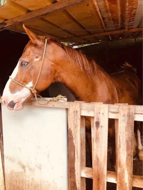 Cavalo para venda - Foto 2