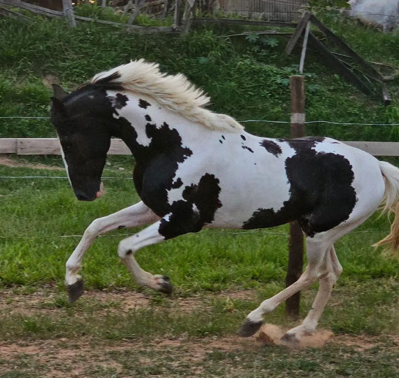Cavalo Mangalarga Pampa  - Foto 3