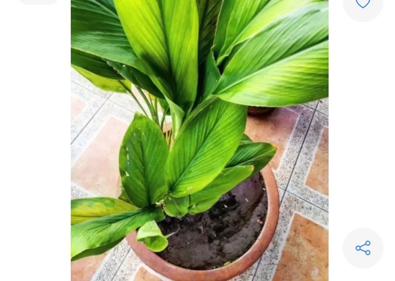 Bubos açafrão da terra  - Foto 5