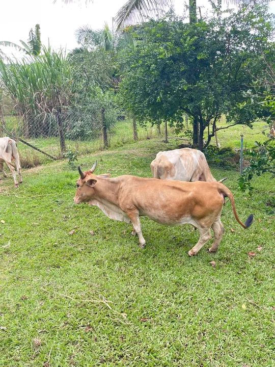 Mini vacas  - Foto 5