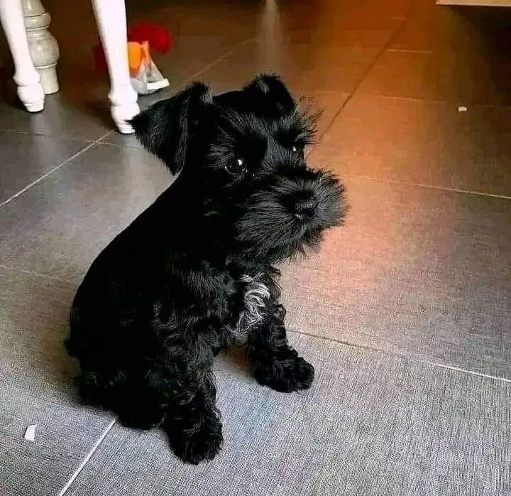 filhotes Fêmeas Schnauzers  - Foto 5