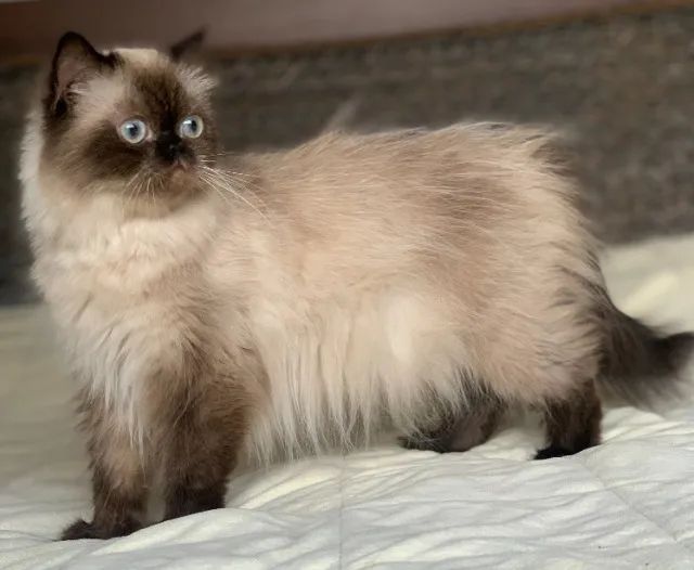 Show de Gata persa Adulta himalaio color point extremada Pelo longo 1 Ano E 4 Meses Linda. - Foto 2
