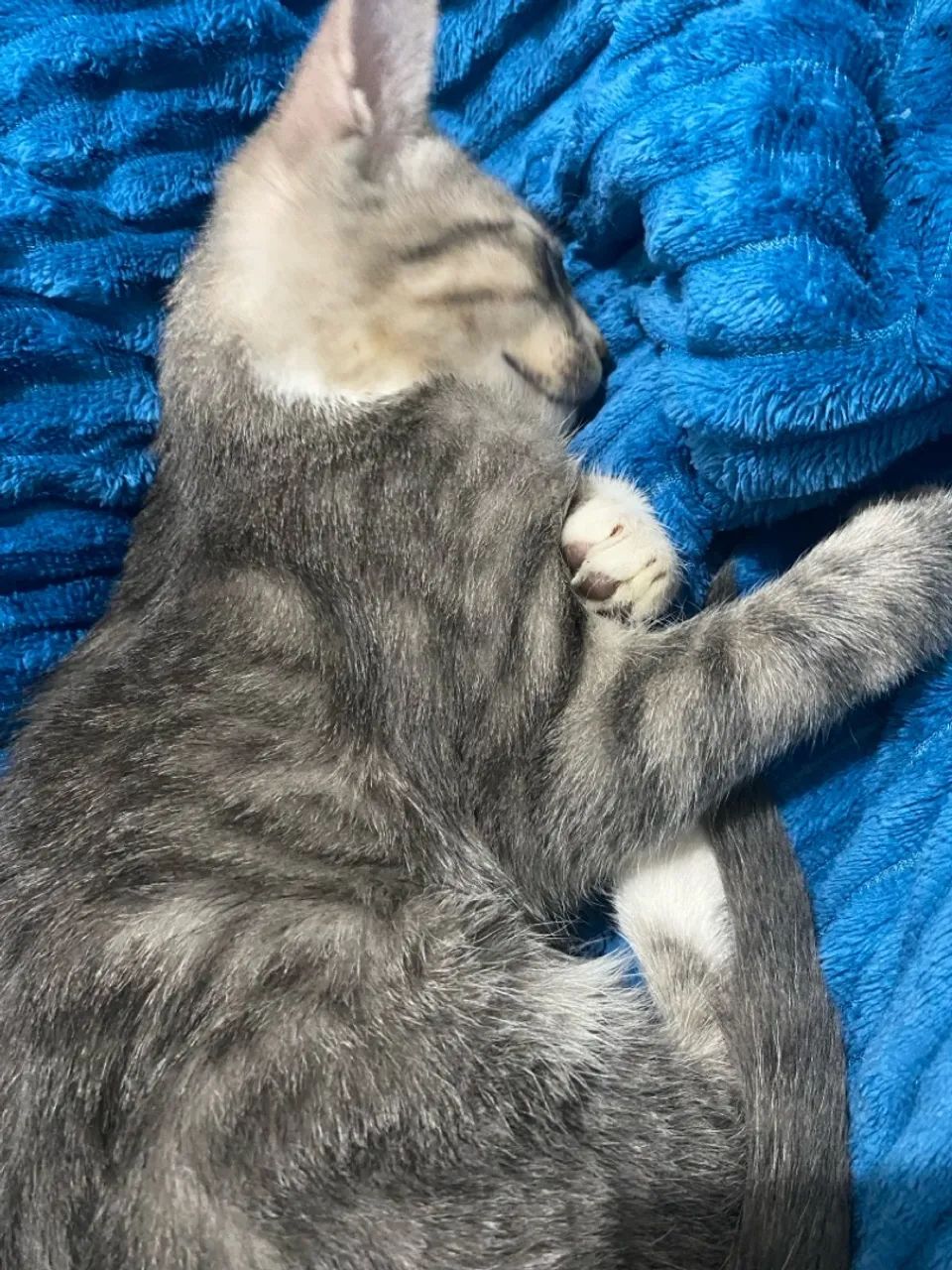 Gatinha para Adoção  - Foto 5