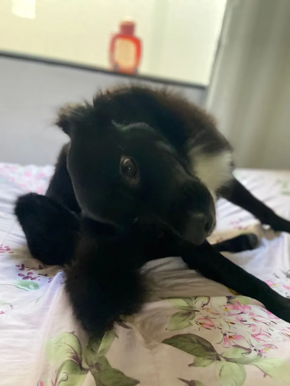 Cachorro Preto Brincalhão