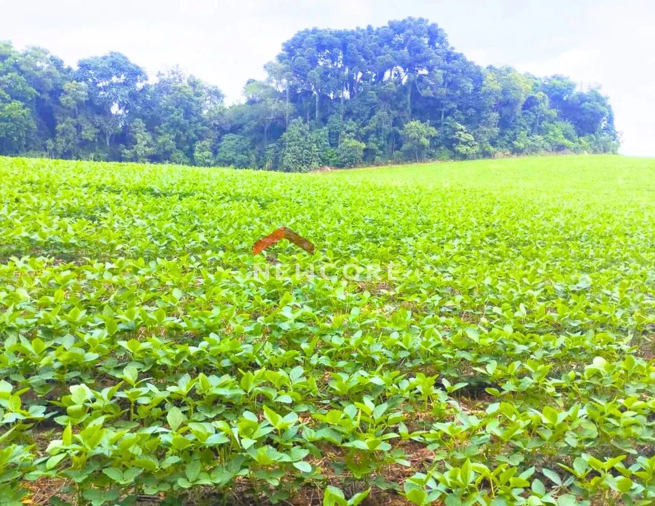 Lote em Rua Acre - Campina das Pedras - area rural - Araucária/PR - Foto 5