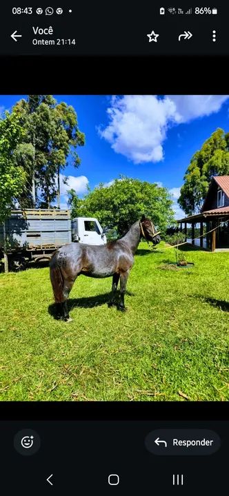 Potras crioulas registradas 