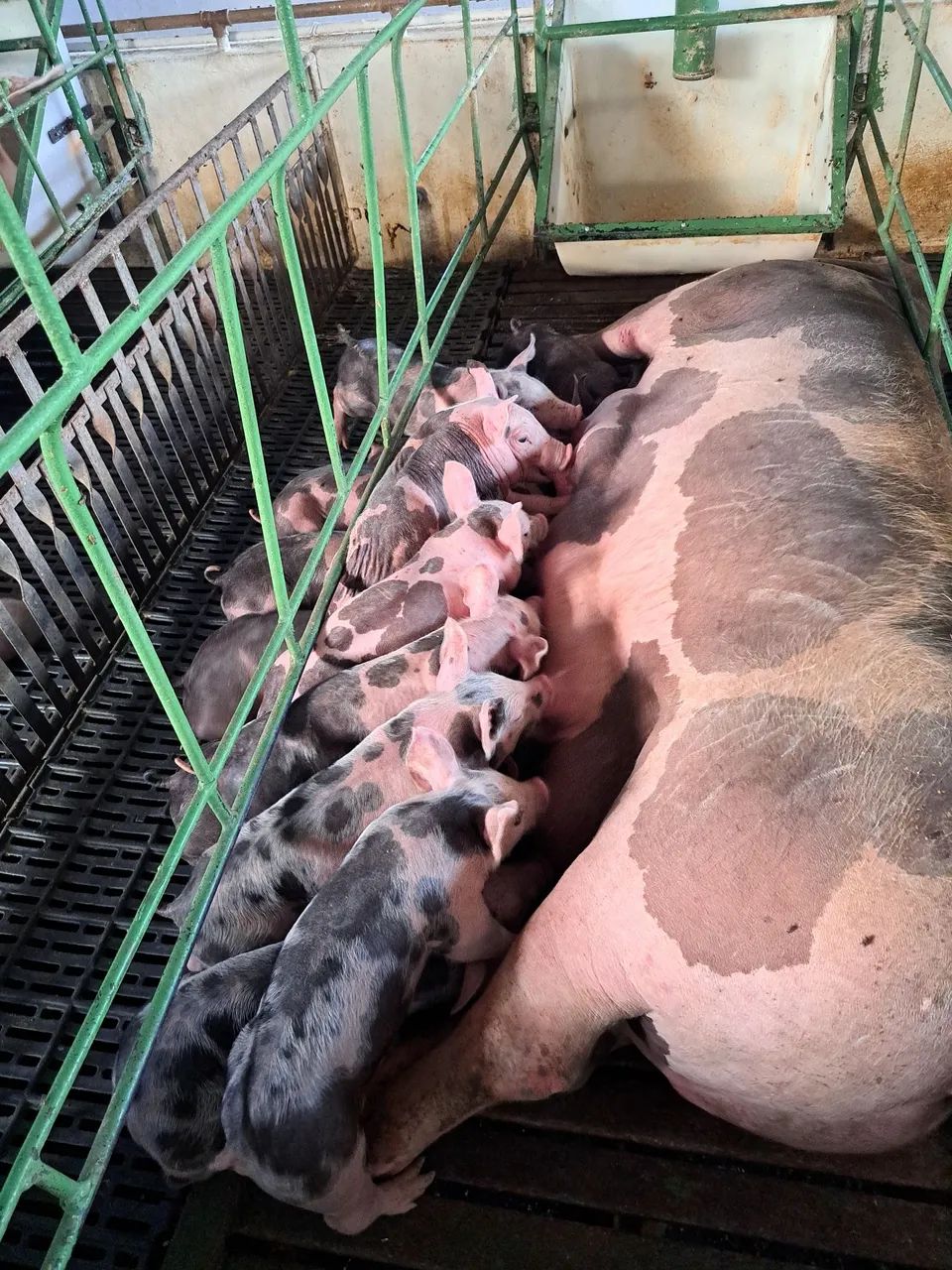 Suino - Leitões PIETRAIN PURO - Foto 6