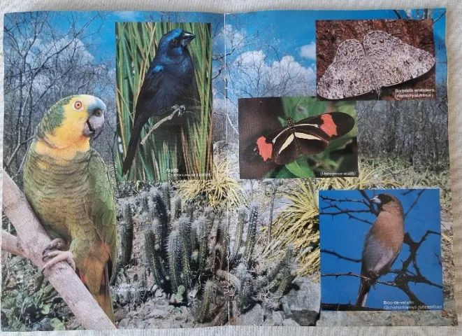 Álbum - Sertões - 1991 - Nestlé - Completo - Interior em Ótimo Estado - Foto 5