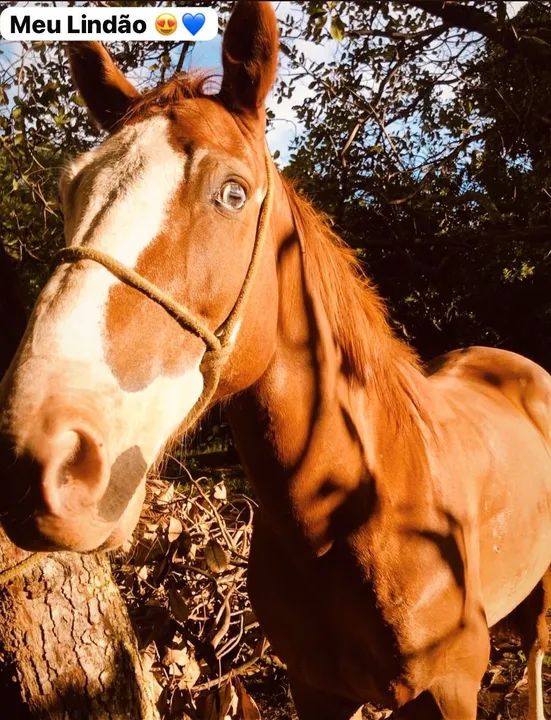 Cavalo para venda - Foto 5