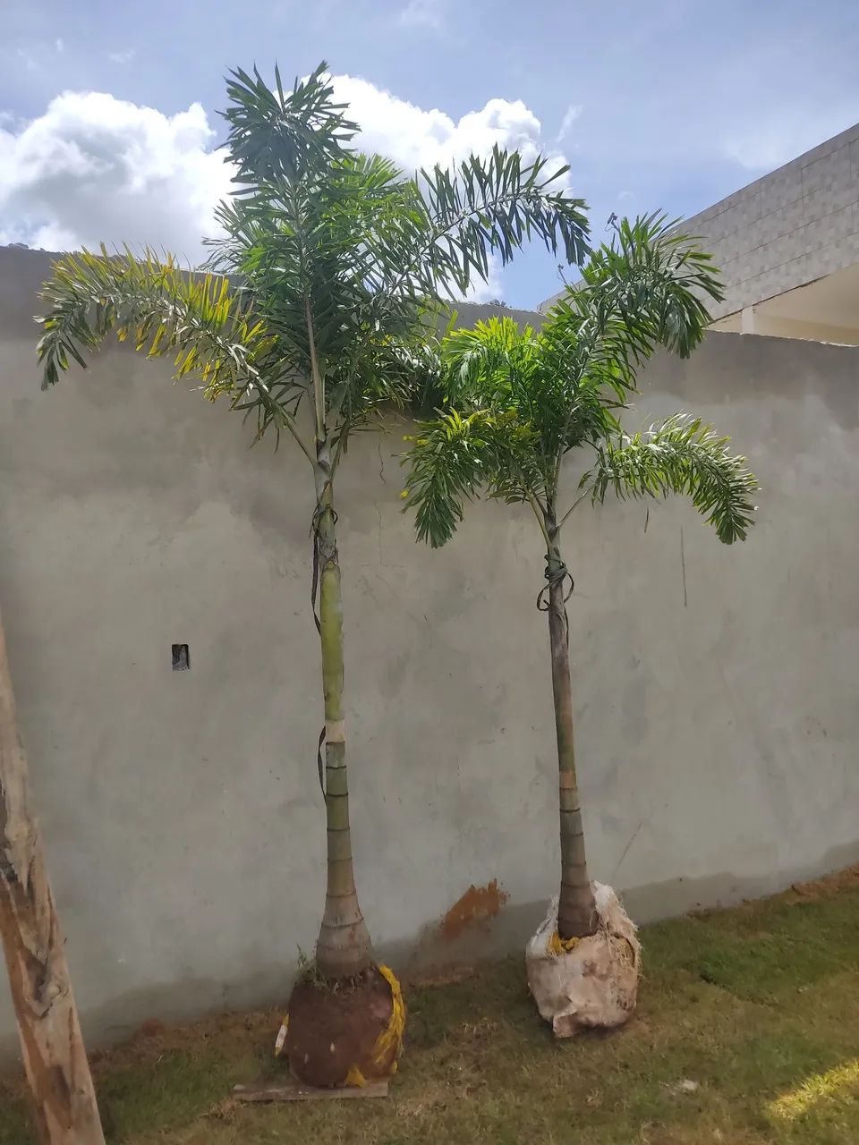 PALMEIRAS RABO DE RAPOSA EM OFERTA  - Foto 2