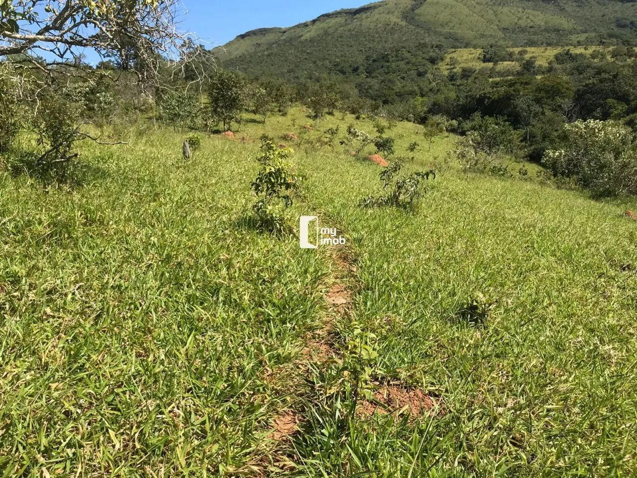 Fazenda Escriturada em Cocalzinho/GO 54 Alqueires - Foto 5