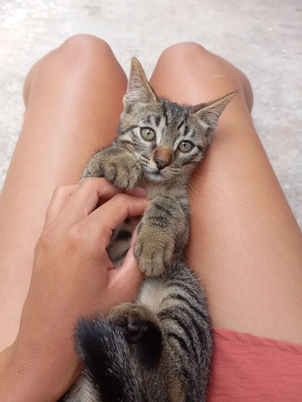 Doação de gatinhos - Foto 3