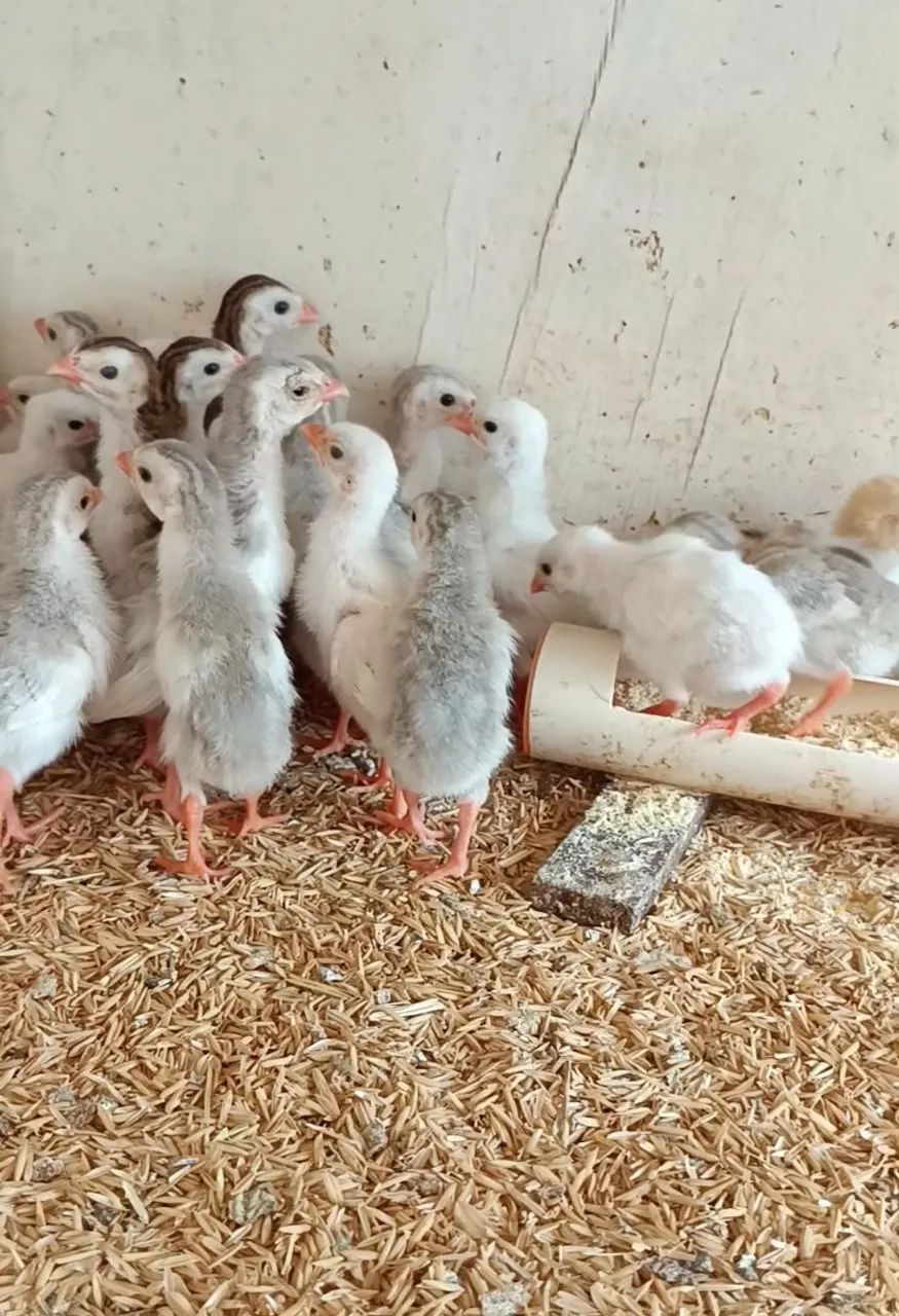 Picote  Galinha D'Angola