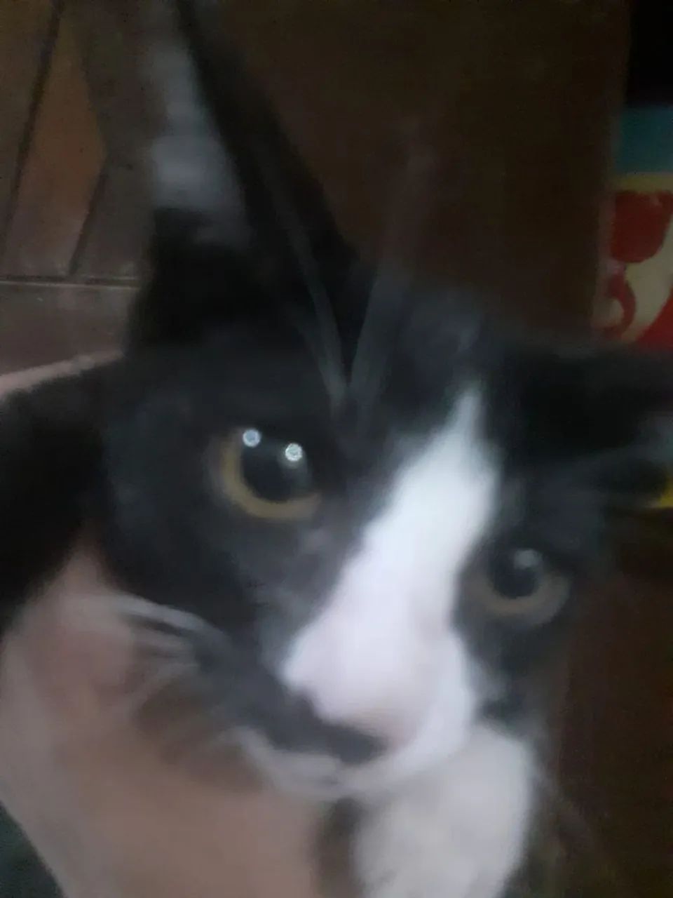 Gatinha frajola  para adoção,  3 meses.