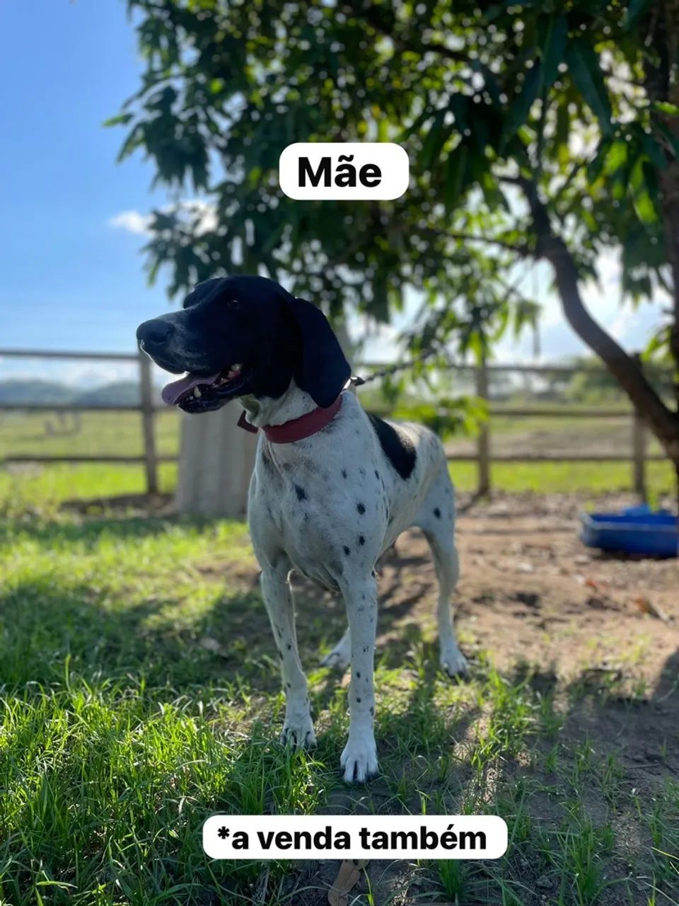 Filhote pointer inglês, vermifugados, vacinados, 8 meses - Foto 3