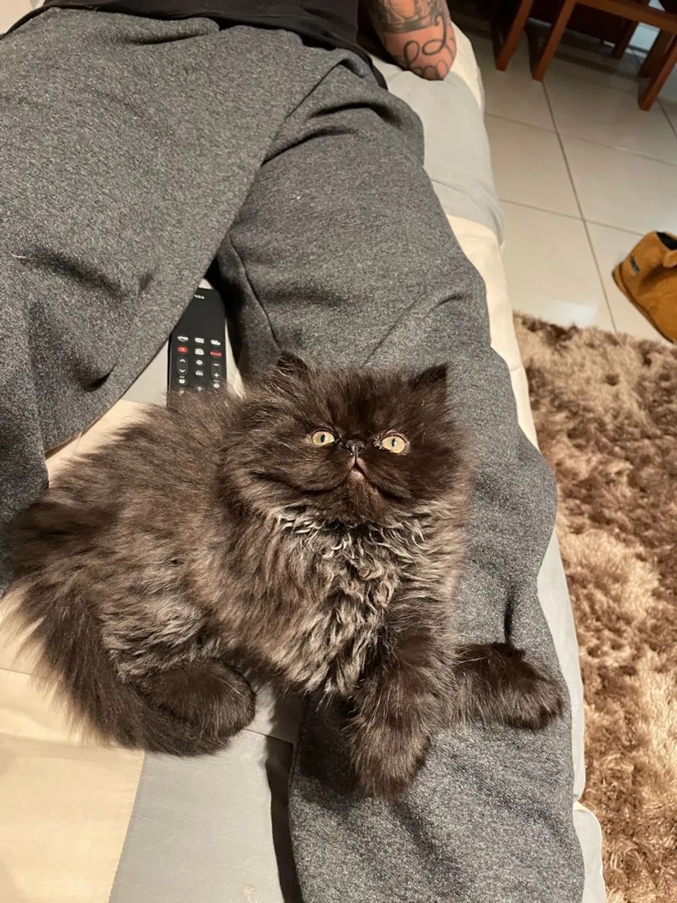 Filhote de Gato Persa Macho  ? - Foto 5