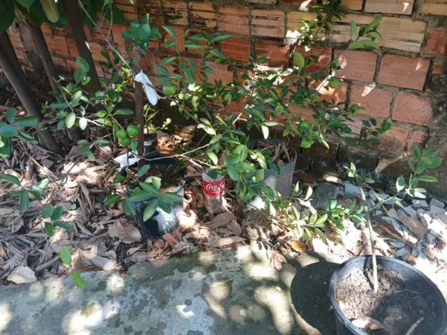 Vende-se Mudas de Limão-taiti