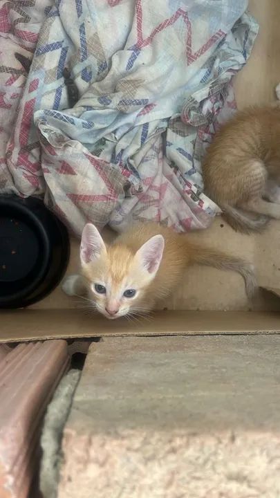 Quatro Gatinhos fofinhos para adoção