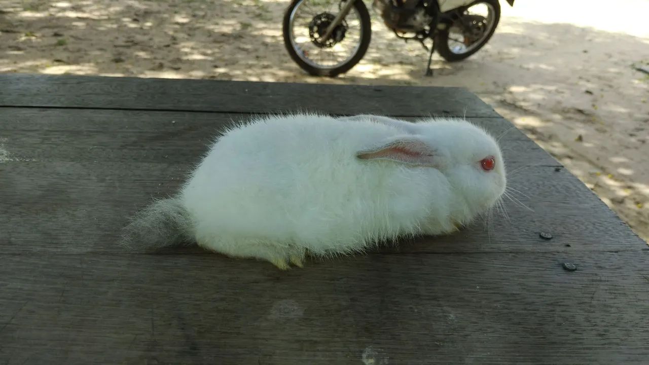 Raça Nova Zelândia 