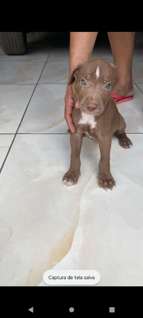 Filhote de Pitbull