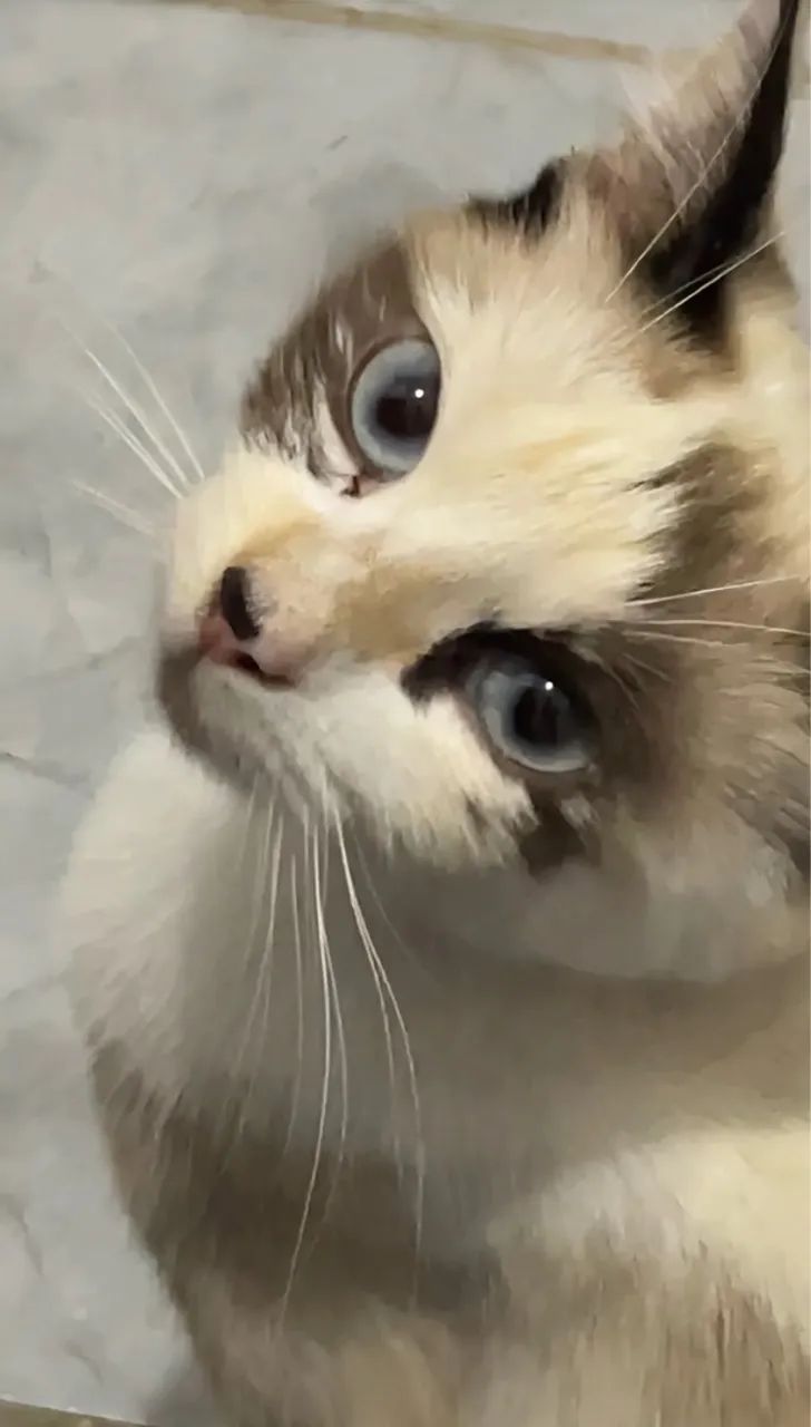 gata da pelagem branca com marrom para adoção responsável 