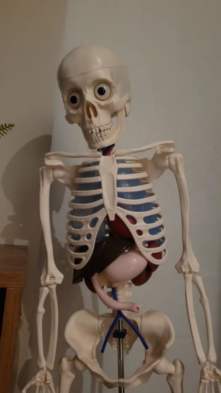 Esqueleto Humano para Estudo - Foto 2