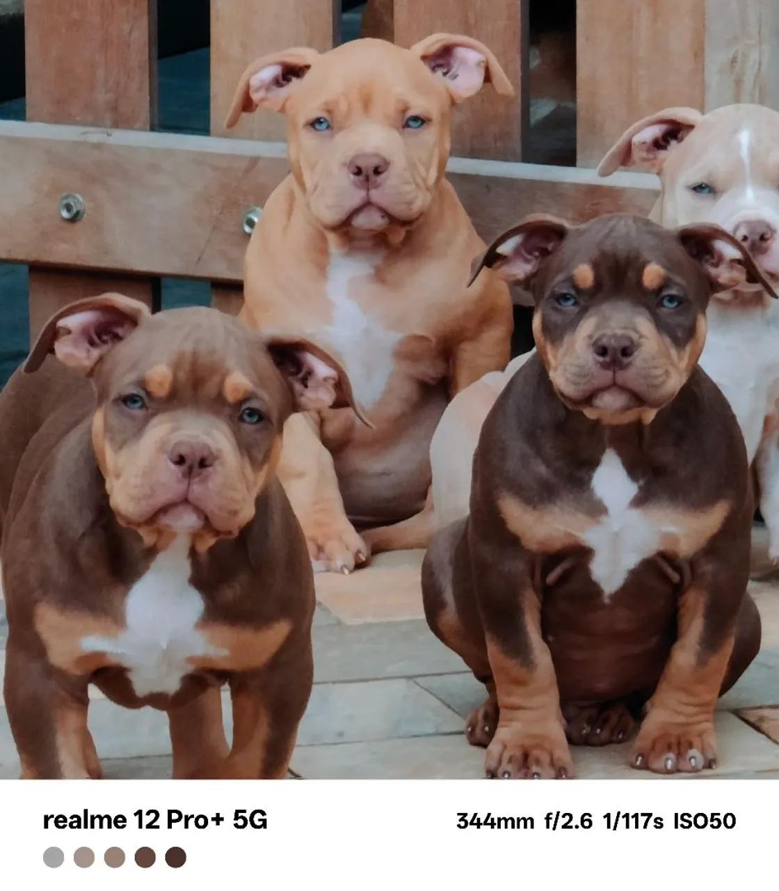 Filhotes de American Bully, nascidos em 07.05.25