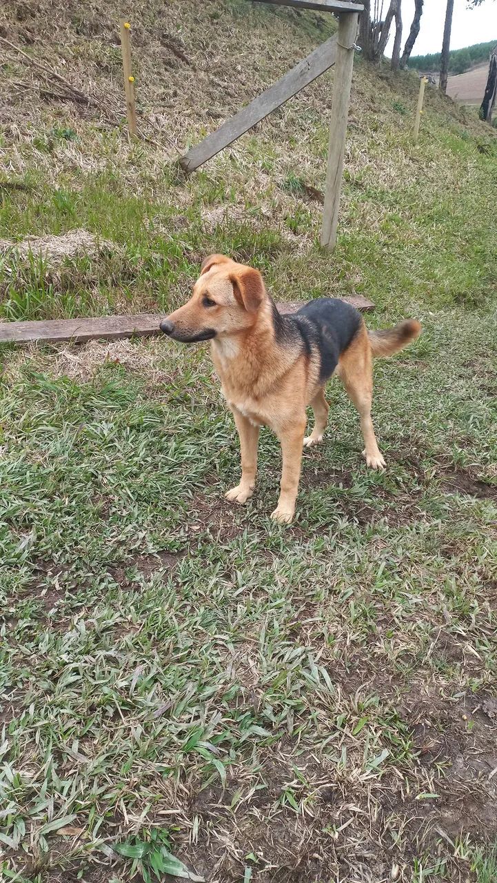 LINDO CACHORRO 