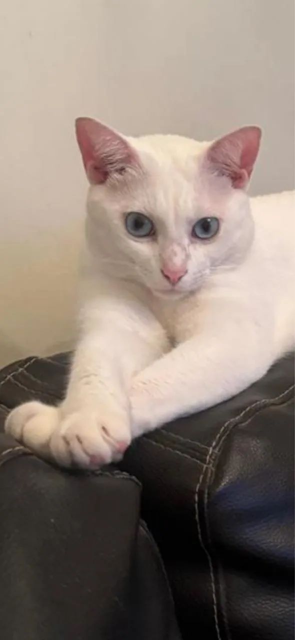 Doa-se duas gatas 