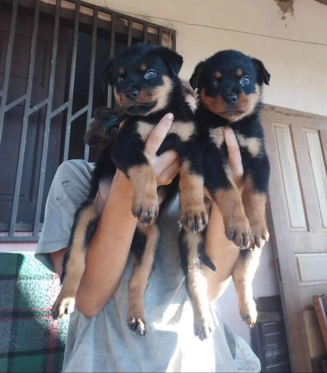 Cachorro contato. Zap * passo no cartão em até 2 vezes - Foto 4