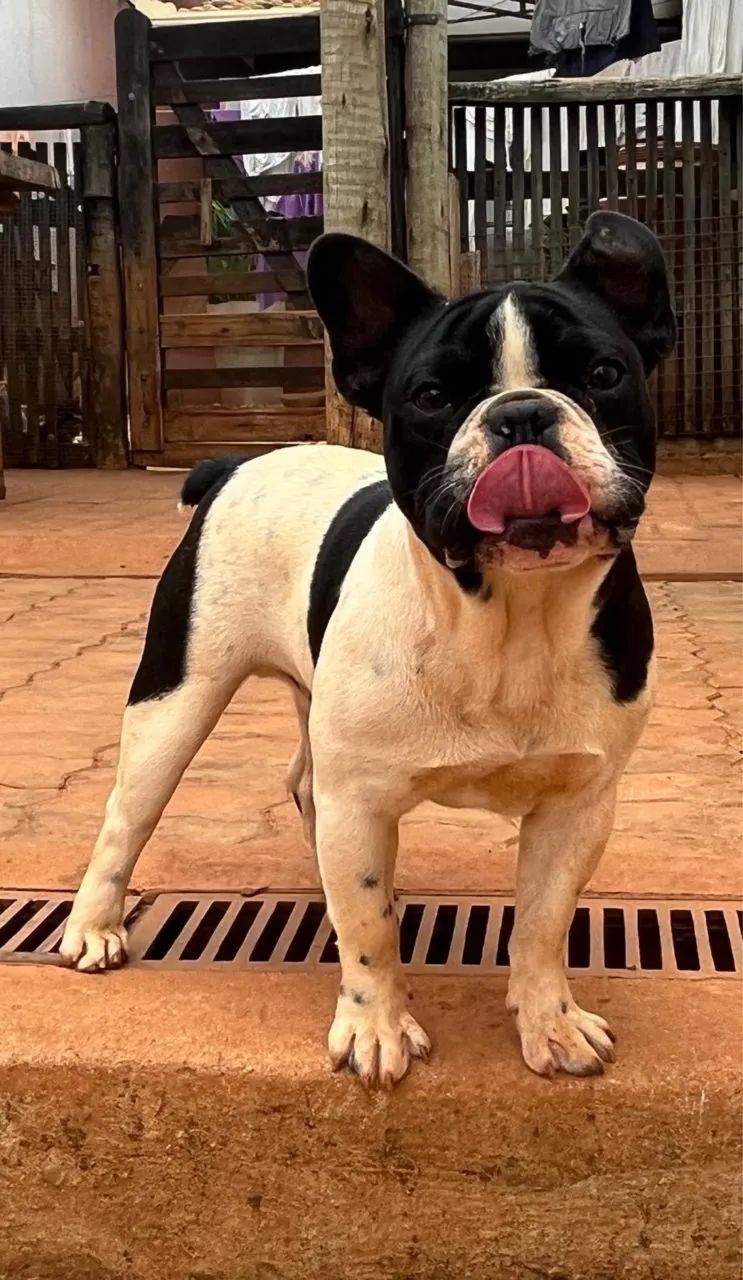 Buldogue francês  - Foto 4