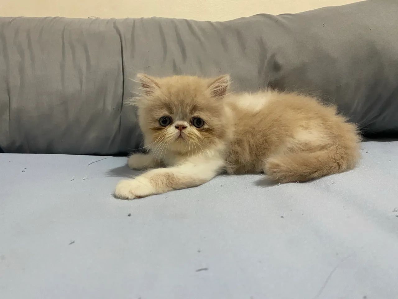 Gato persa - Foto 2