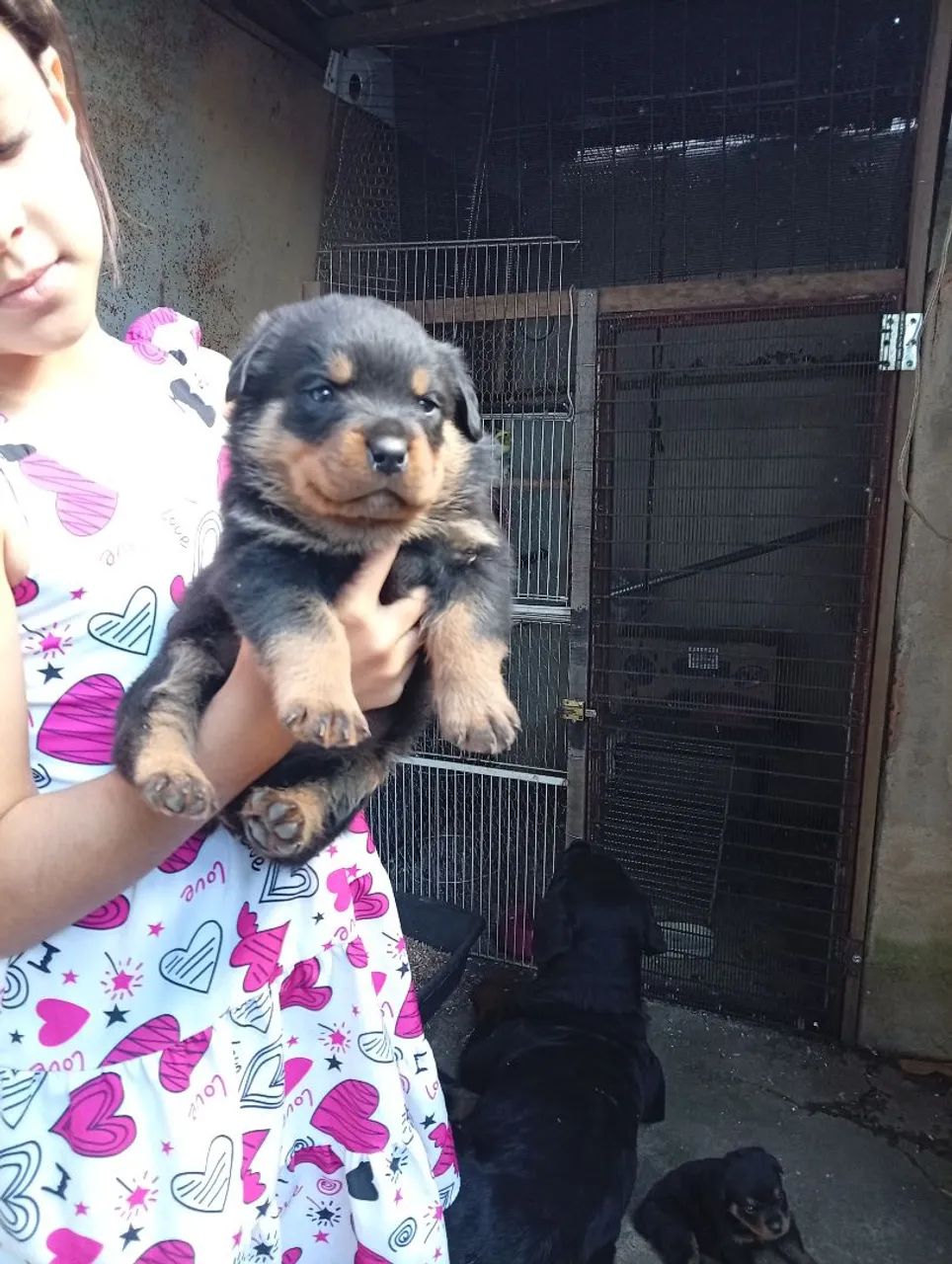 Lindos filhotes rottweiler  - Foto 3
